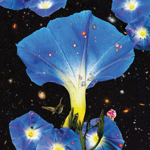 Sarah Louise - Nighttime Birds and Morning Stars [Vinyl] - Paladin Vinyl