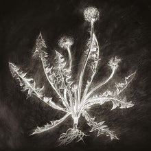 Dandelion [CD]
