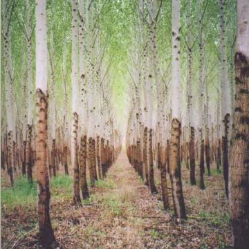 Beat Romantic [CD]
