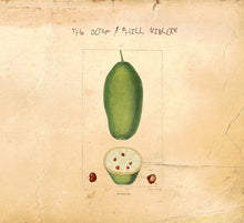 THE DORF/PHILL NIBLOCK - Baobab [CD]