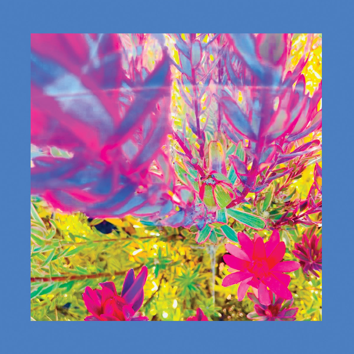 The Past Is A Garden I Never Fed (Neon Pink Vinyl) [Vinyl]