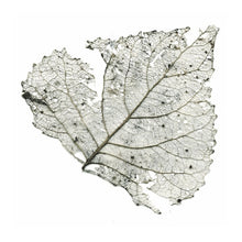 The Telescopes - Hungry Audio Tapes [Vinyl]