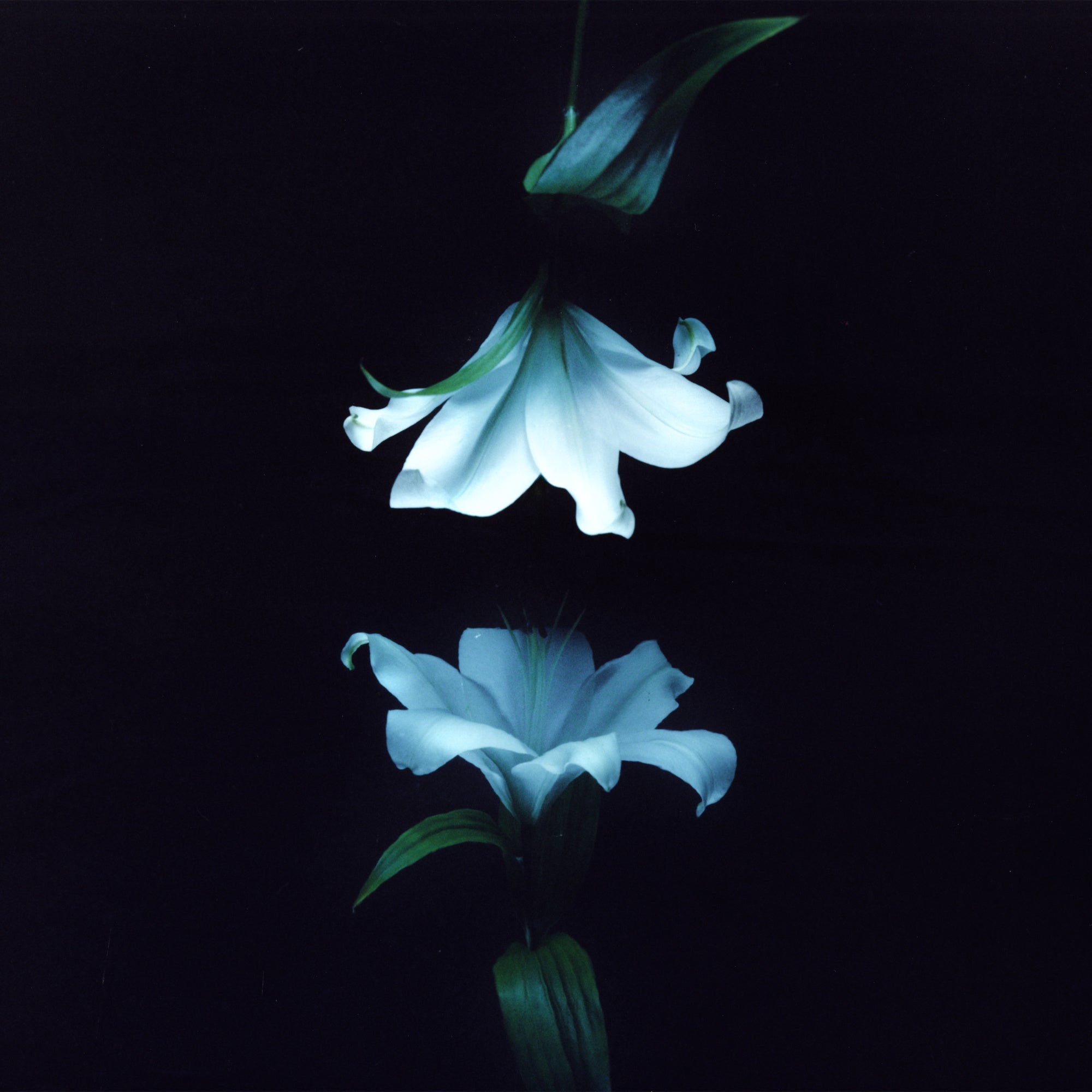 Wasia Project - Nocturne [CD]
