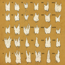 Confirmation Bias [CD]